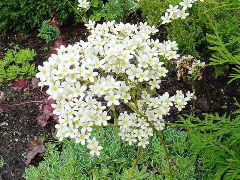 Saxifrage paniculata has a high stem.