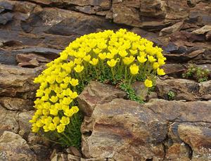 Saxifrage can be of different colors