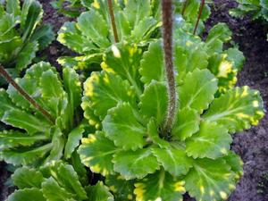 Saxifrage care starts with choosing the right fertilizer.