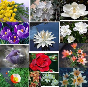 Zodiac signs and flowers