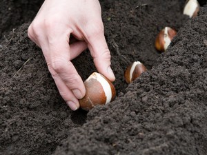 Description of the method of planting hyacinths in open ground