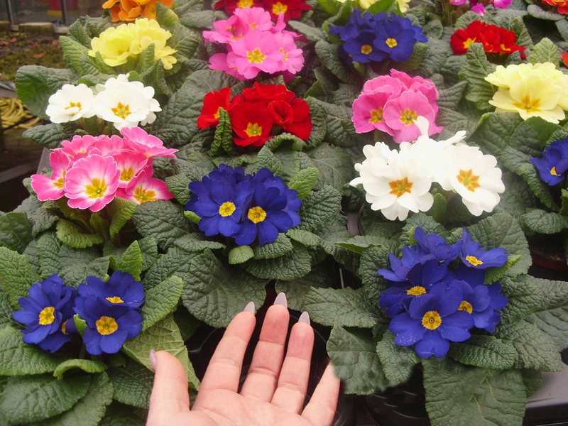 Perennial primrose in landscape design