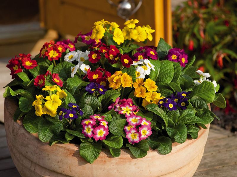 Decorative decoration of the suburban and garden plot with perennial primroses