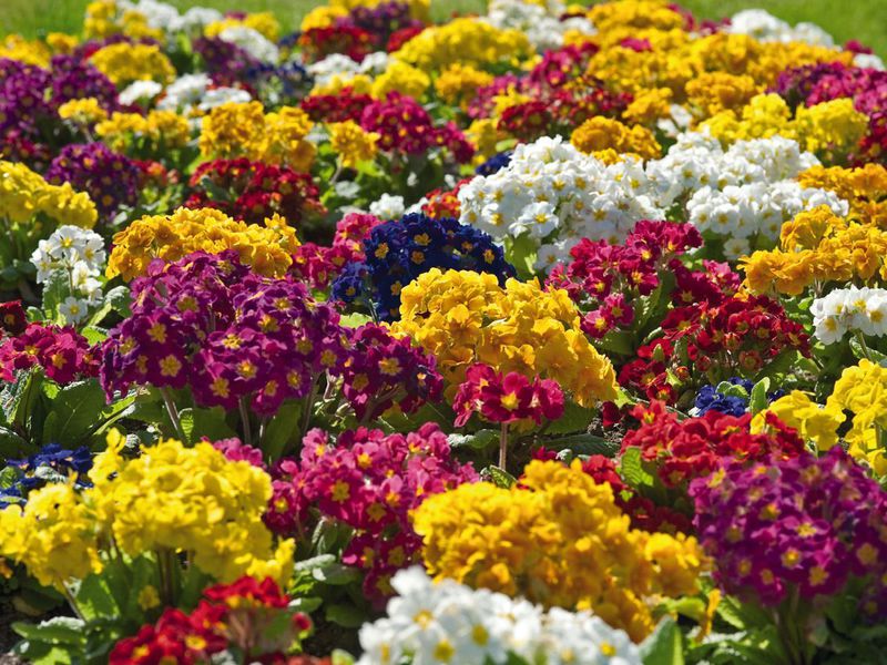 Types and varieties of perennial primroses