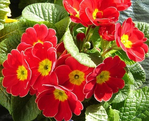 Characteristics of primrose primrose