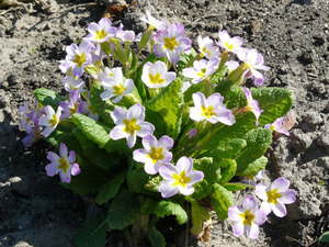 Features of planting and growing perennial primrose