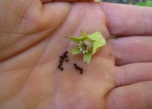 Breeding methods for perennial primrose