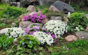 Description of planting options and arrangement of primrose flowers