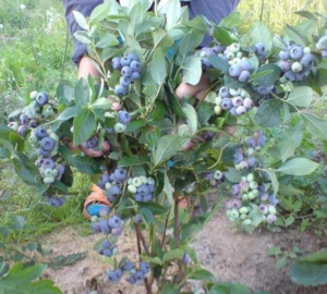 Growing varieties of garden blueberries for the Moscow region