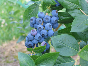 Varieties and varieties of blueberries