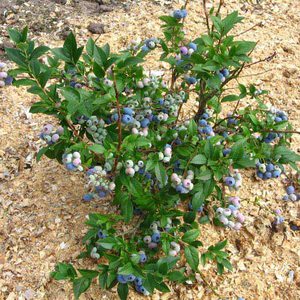 A place to plant a blueberry bush