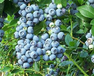 Blueberry diseases