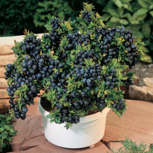 How to grow blueberries