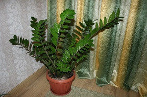 How to care for a zamioculcas flower at home?