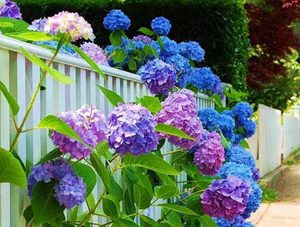 All about garden hydrangea