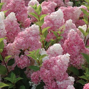 Garden hydrangea - the most popular varieties