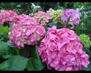 Flowering hydrangea bushes