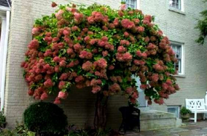 Tree hydrangea