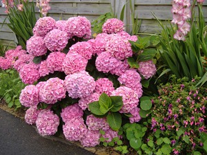 Propagation of hydrangeas by cuttings!