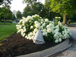 How to care for a garden hydrangea