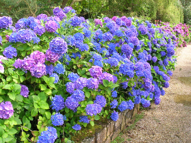 Large-leaved hydrangea