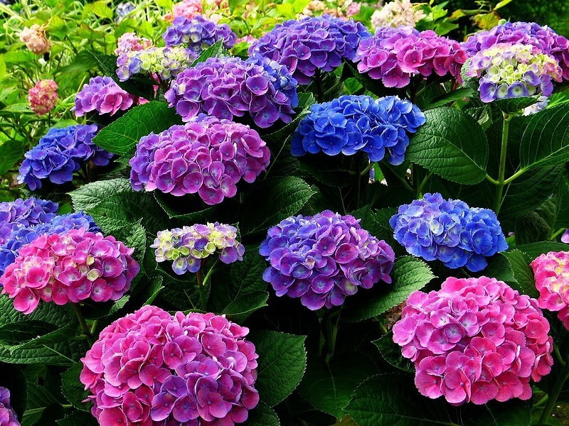 Hydrangea in bloom