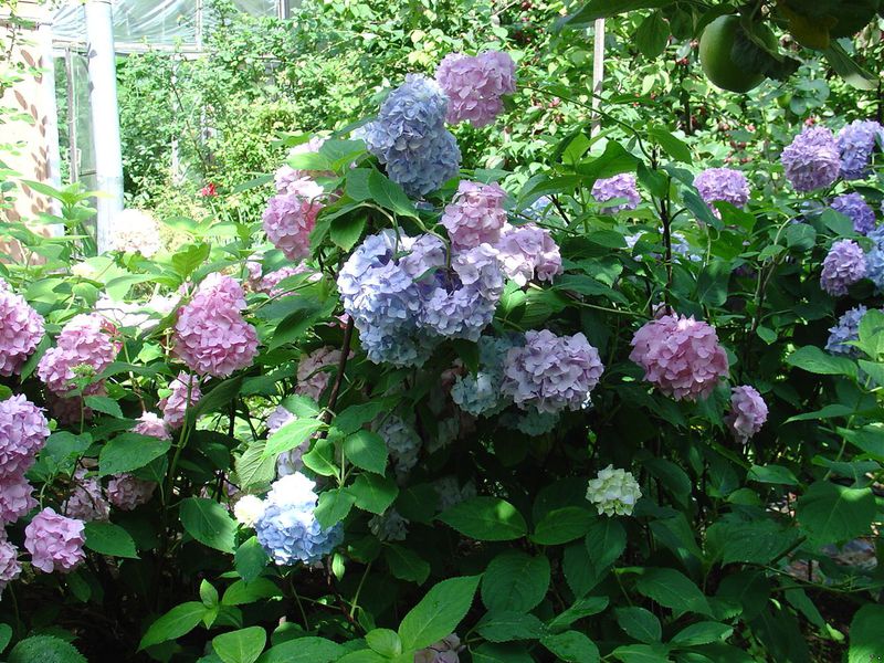 Flowering hydrangea bushes