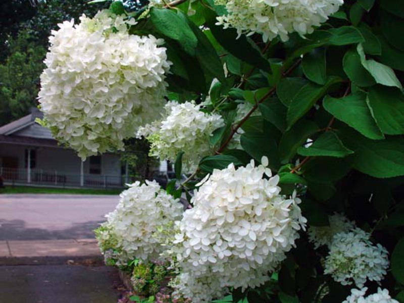 Hydrangea as a garden decoration