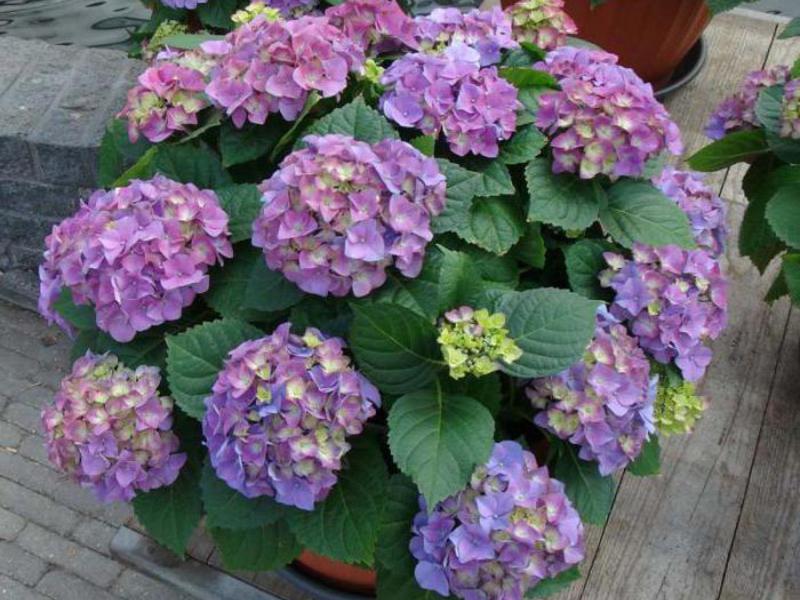 Propagation of hydrangeas by cuttings!