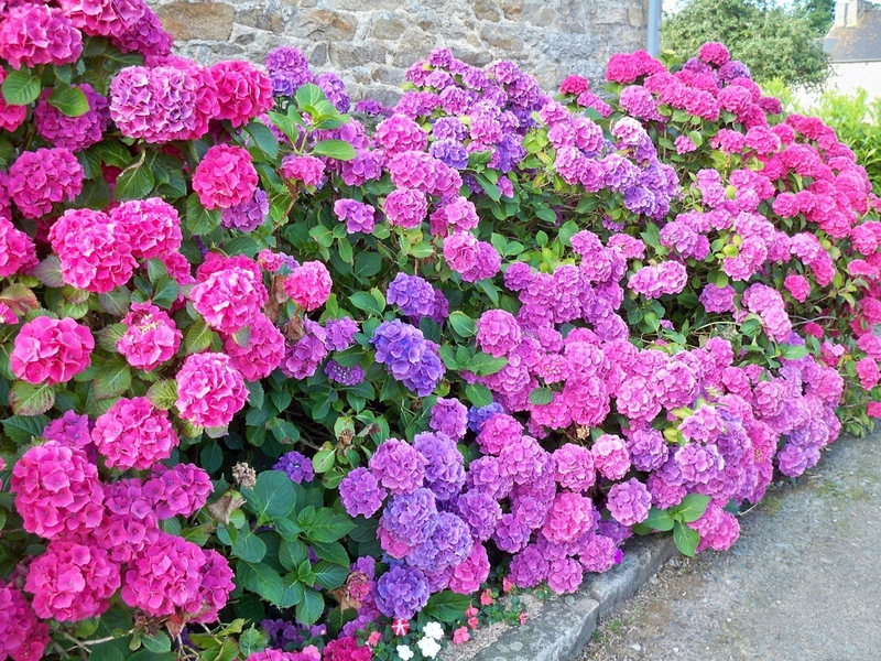 How hydrangea blooms