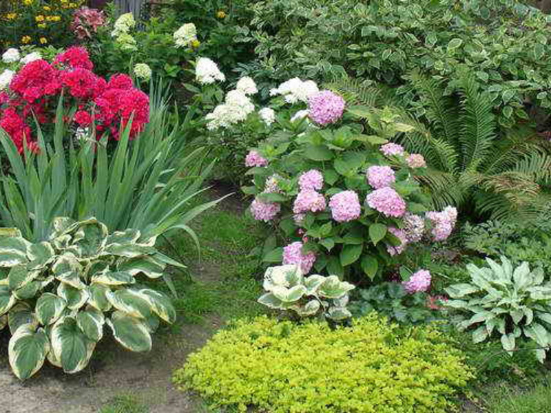 Blooming hydrangea