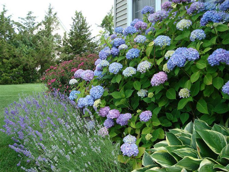 Beautiful hydrangea bush