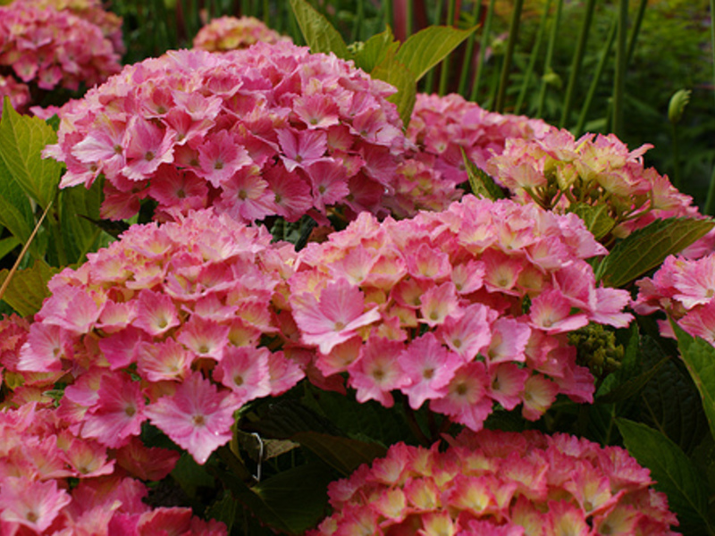 Hydrangea in the garden