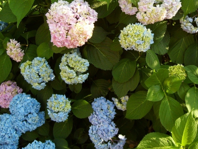 How to grow hydrangea