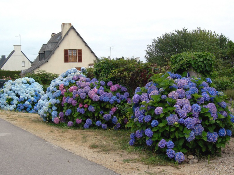 Propagation of hydrangeas by cuttings!