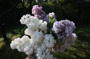 Variety of varieties of lilac