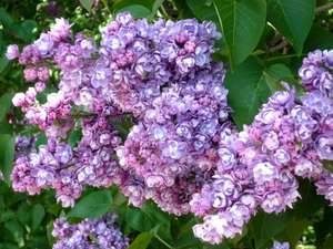 Lilac growing rules