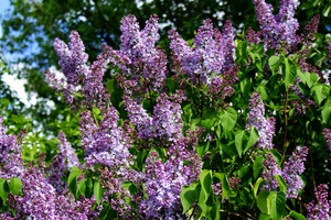 Lilac planting rules