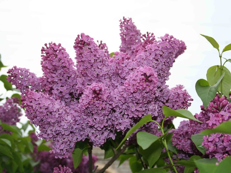 How to properly care for lilacs