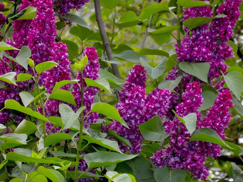 Lilacs in bloom