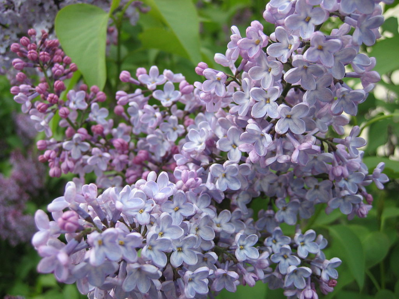 Common lilac