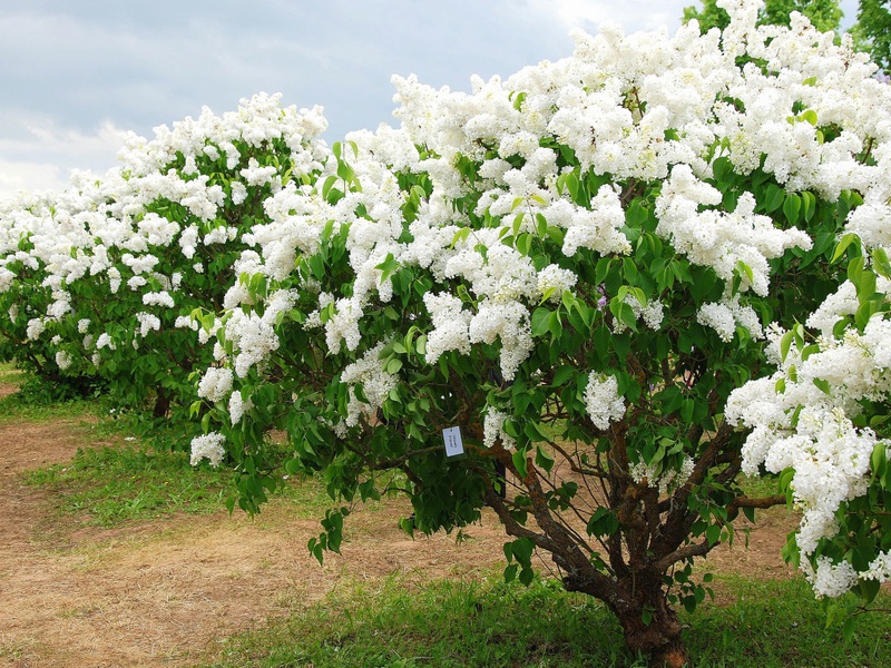 Lilac flowering period