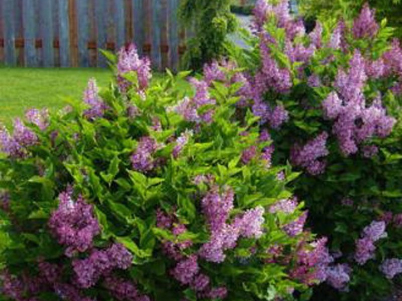 Garden lilac