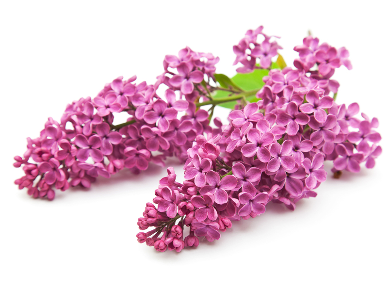 How to plant lilacs