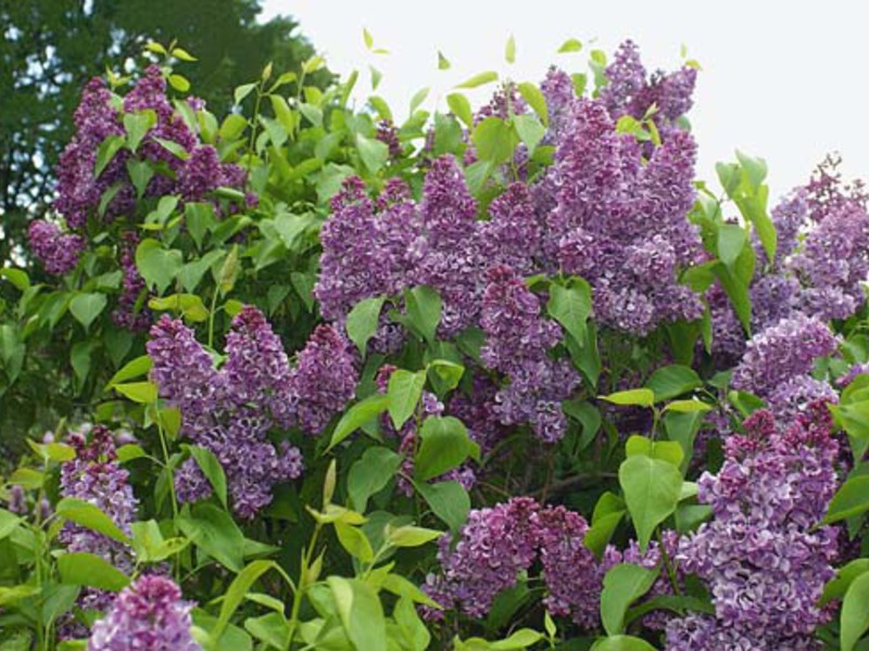 Growing lilac