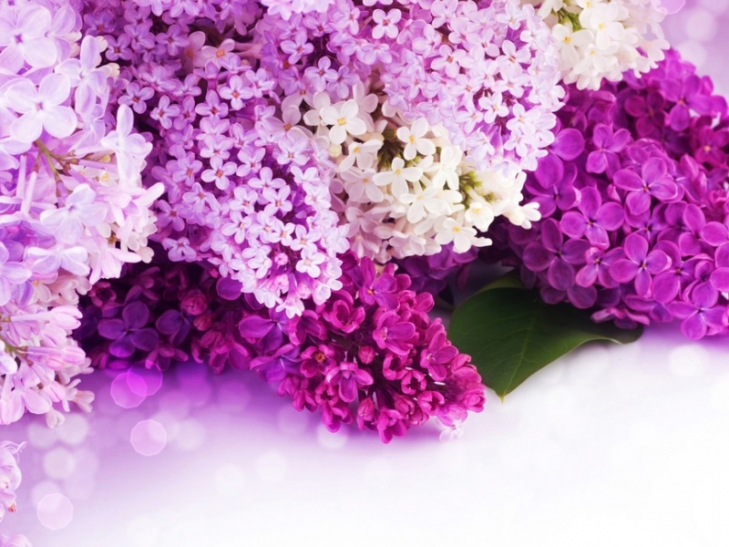 Creamy white lilac flowers