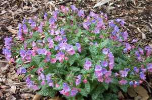 What properties does lungwort have?