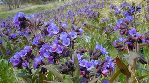 Plant lungwort