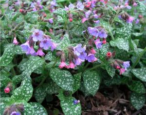 The herb of lungwort contains vitamins