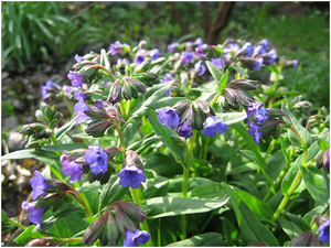 The softest lungwort